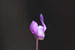 Eastern purple bladderwort